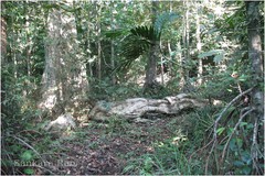 Lophopetalum wightianum